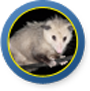 Wildlife