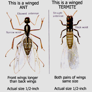 Ant types